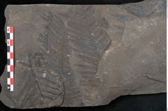 Foto (Detailansicht) von Cyatheites schlotheimii St. (NHMW-GEO-2024-0188-10955)